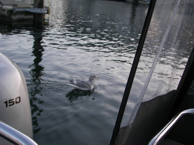 Dock Warden.