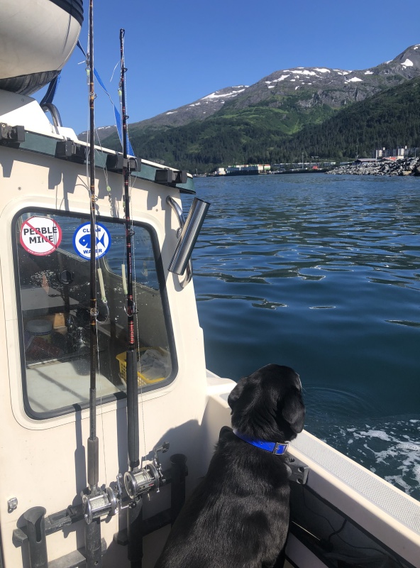 Dog days. Departing Whittier.