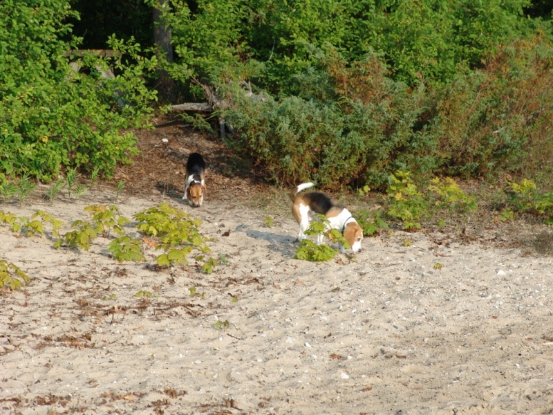 Doing what beagles do best.