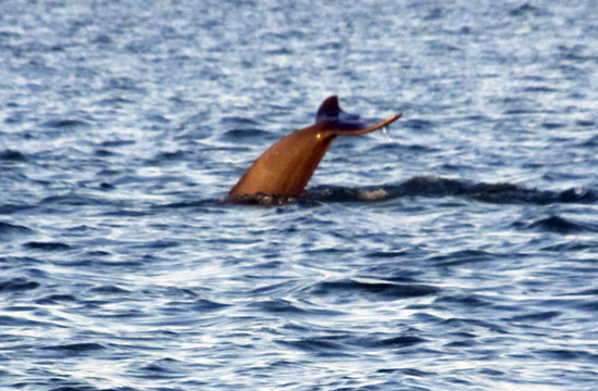 dolphin watching