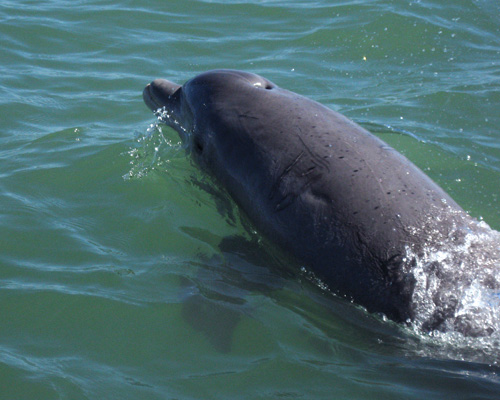 Dolphin watching