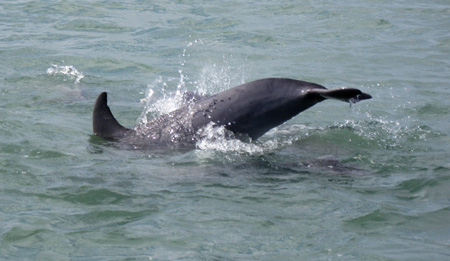 Dolphin1