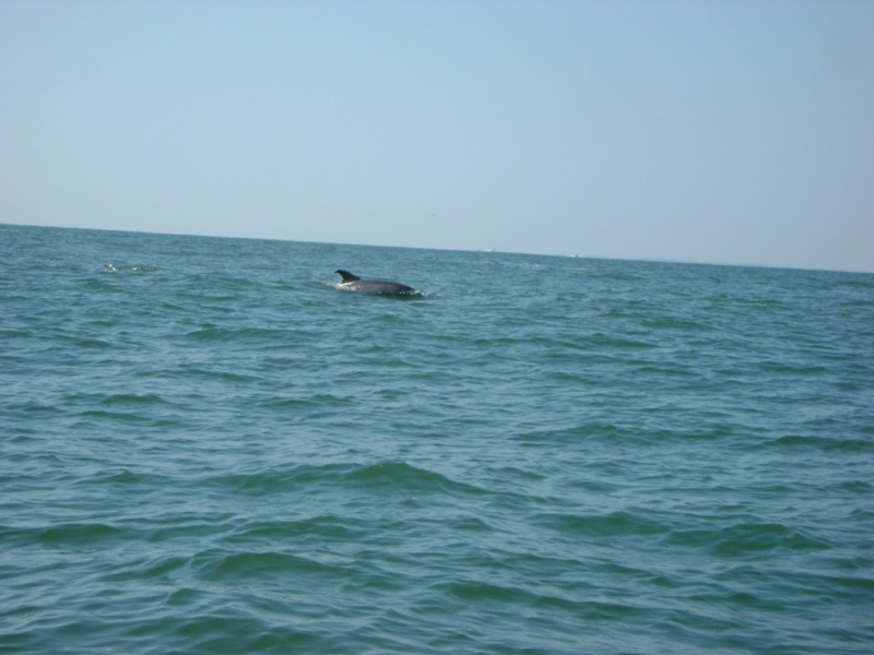 dolphin1u