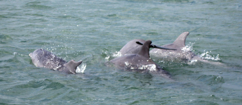 Dolphin3