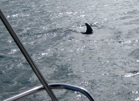 Dolphin4