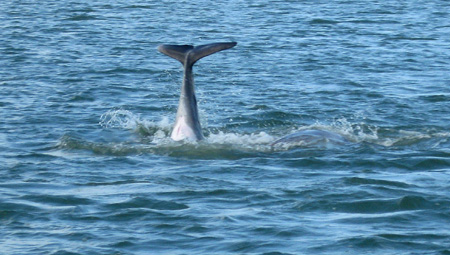 Dolphin5