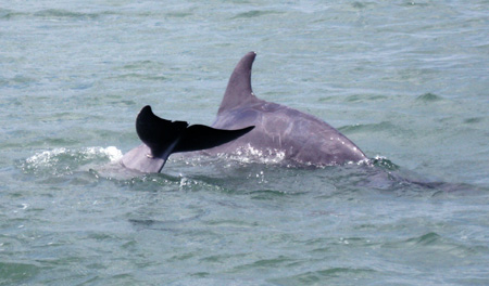 Dolphin6