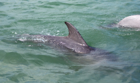 Dolphin7