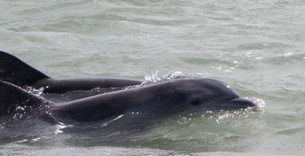 dolphins alongside the boat