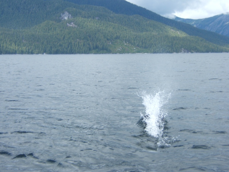 Dolphins faster than photographer