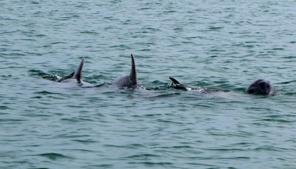 Dolphins playing around the boat