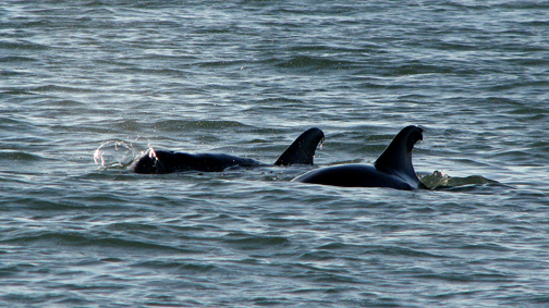 Dolphins playing by the boat