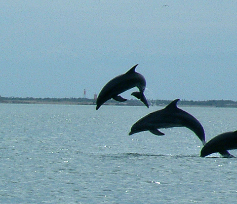 Dolphins playing