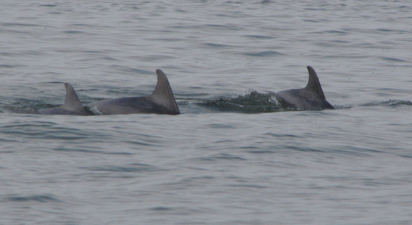 dolphins