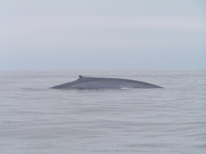 (Dora~Jean) A very rare sighting of a "blue whale" right off the coast near Pt. Vincente (Redondo Beach).