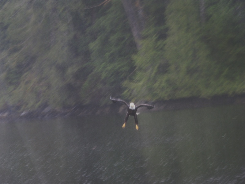 Duck? Not likely.