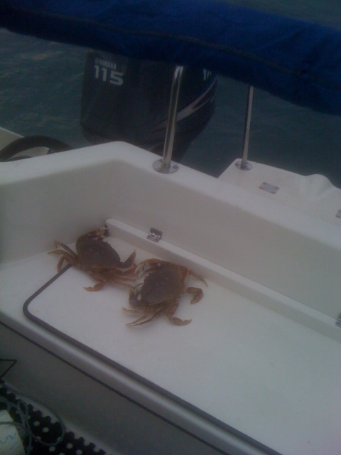 Duelling crabs caught Dec. 1