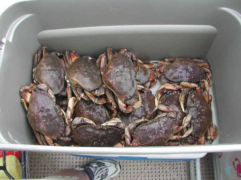 Dungies! Garrison Bay, San Juan Island, 6-22-03