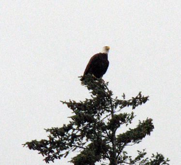 Eagle at the top of a nearby tree