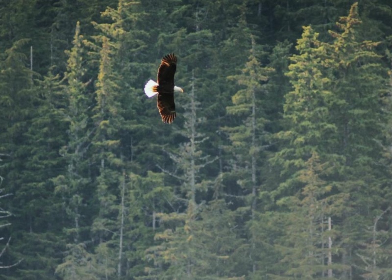 Eagle fly by in Ford\'s Terror