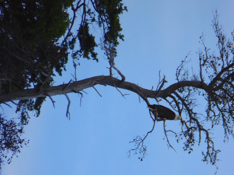Eagle in a tree