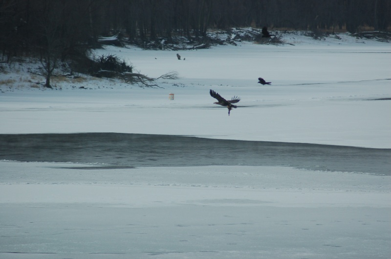 eagle scavenging mallard