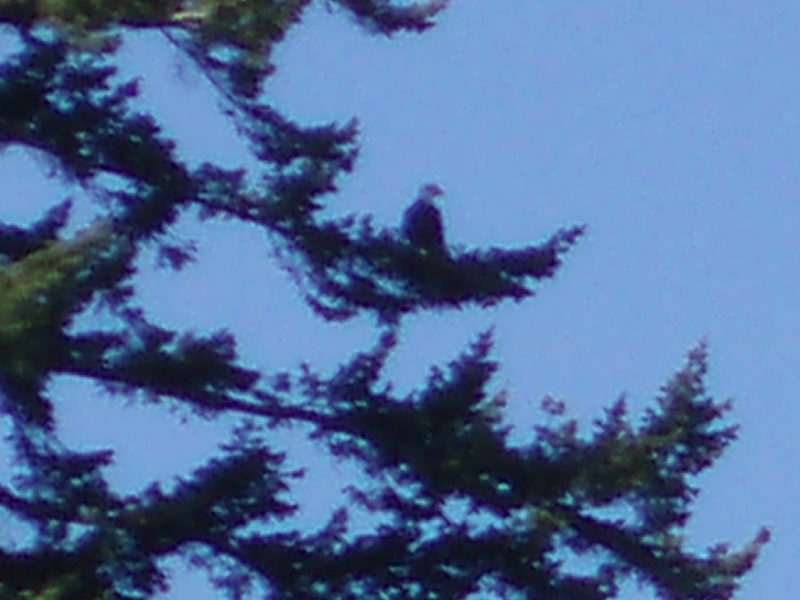 Eagle