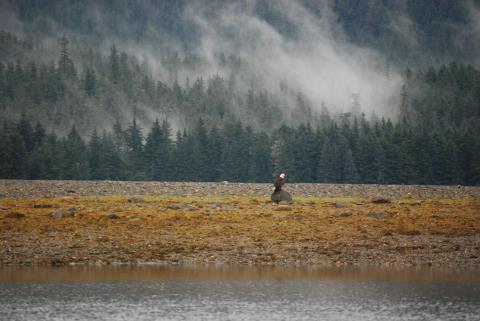 Eagles and Grizzly bears waiting for the incoming tide and the salmon to run in Hawk Inlet, Admirality Island.