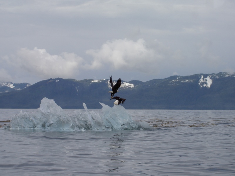 eagles and ice in stephens passage