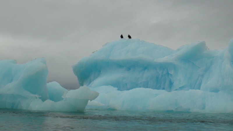 Eagles & ice off Laconte Glacier