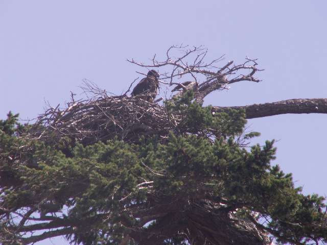 Eaglet in Nest at James Island 6-28-09