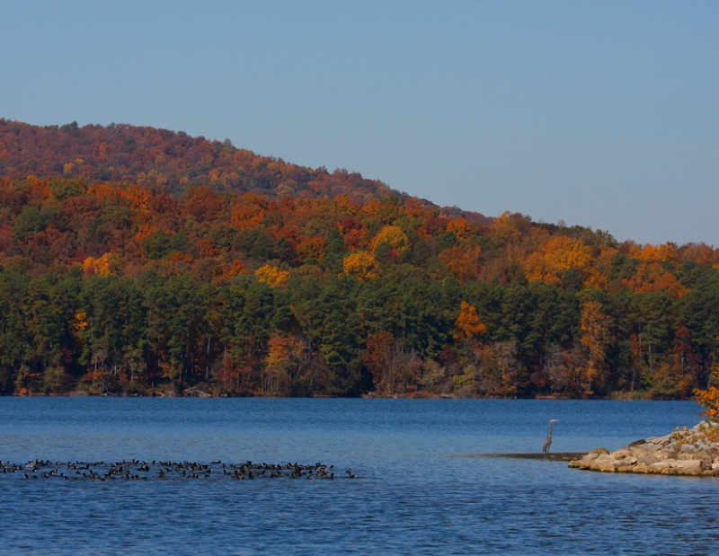 Early Fall morning on Lake Guntersville with a gaggle of Coots-and and a vigilant Great Blue Heron in the foreground.