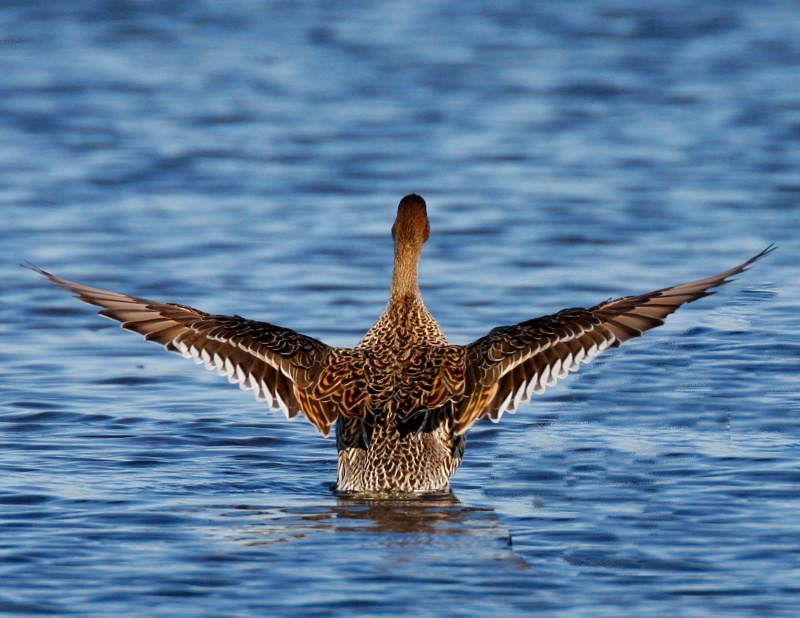 Elegant Wigeon Landing