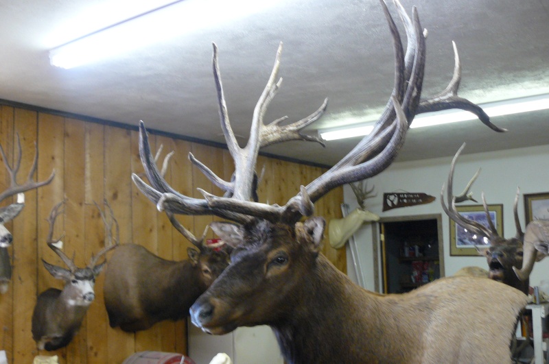 Elk 2008