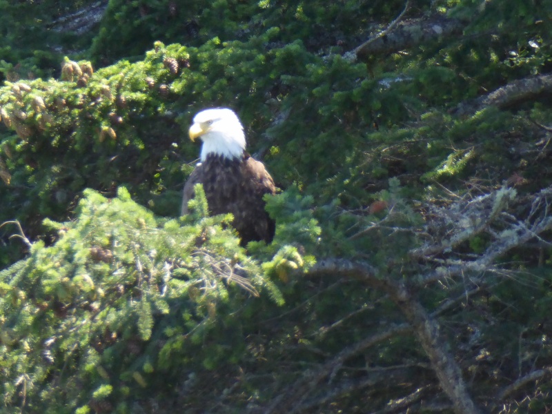 Eventually the eagles took off after being pestered by a couple of crows.