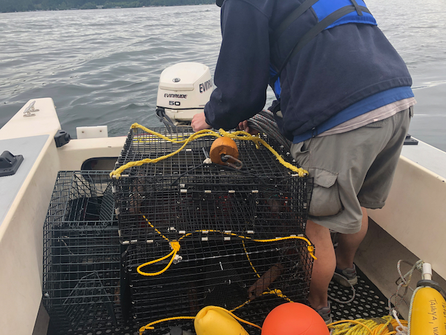 Every year I do this, I remain in awe that I can fit two grown men, 4 shrimp pots, 4 sets of buoys and ropes as well as a variety of buckets in the cockpit of a 16 foot Angler.