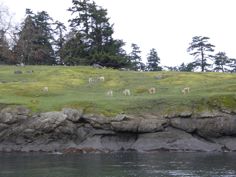 Evidence of Spieden Island's controversial past in the 70s and 80s remains to this day