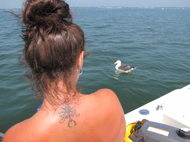 Feeding the Seagull on the Great Peconic Bay