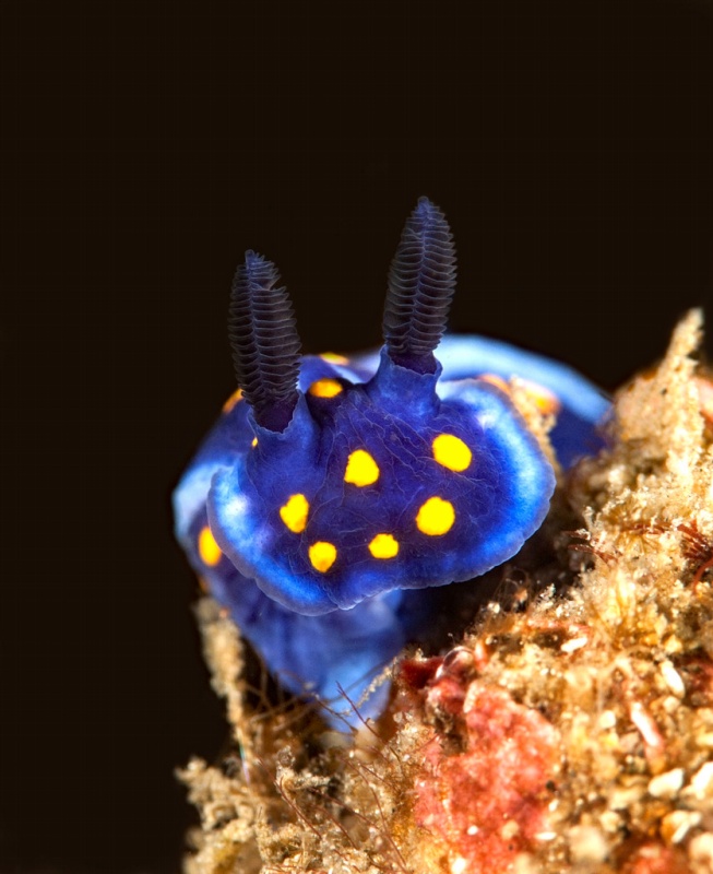 Felimare californiensis
