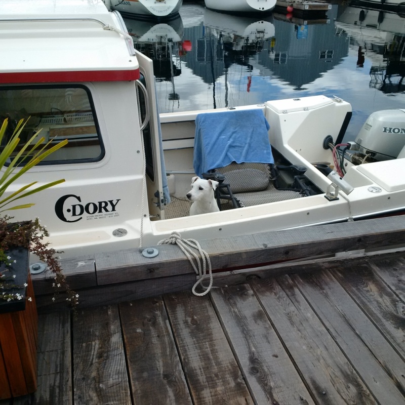 Fido on C-Gypsy