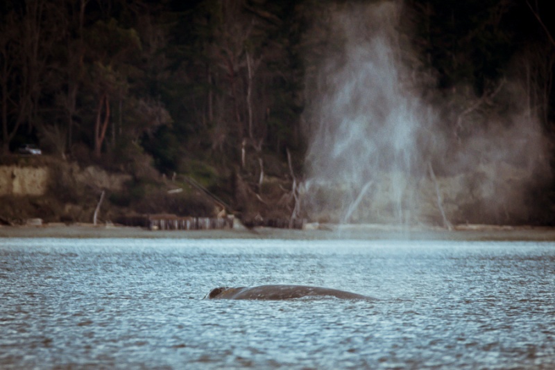 Finally some whales in calm water, with no other boats around, this is what we came for!