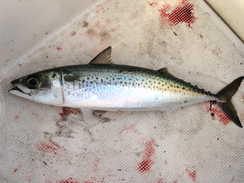 First fish landed, Blue Mackerel, given back to Tangaroa, God of the Sea, for good luck