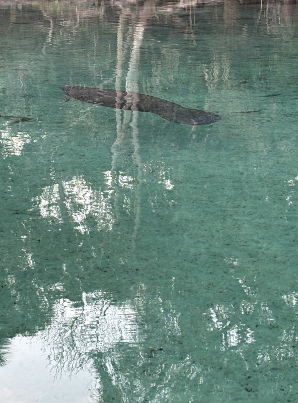 First live Manatee. Seen at Silver Glen Springs.