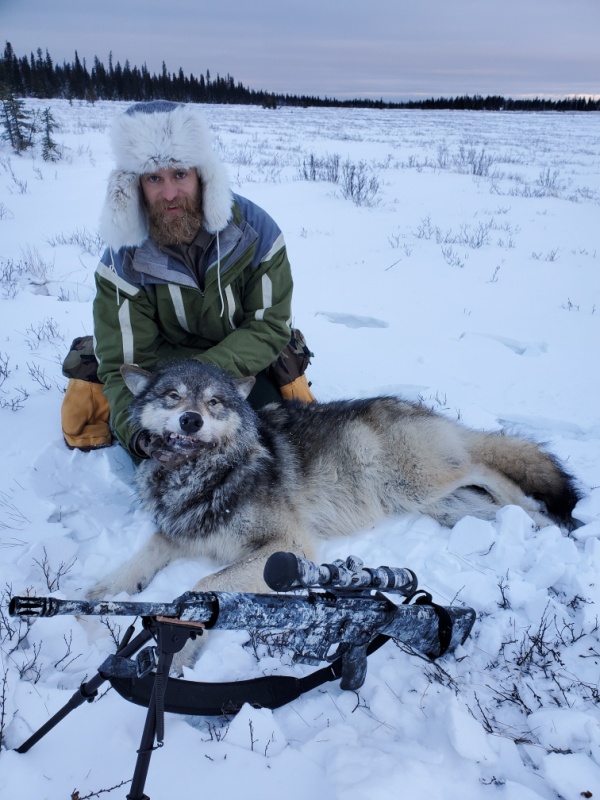 First wolf of the year. This guy & 5 or 6 of his friends have been raiding the kids trap line every night. Kid was back in the same area 01-24-2020 counted 16 different sets of wolf tracks. Great that's one of those "Black Guns" what next? The back strap was a little gamey tasting!