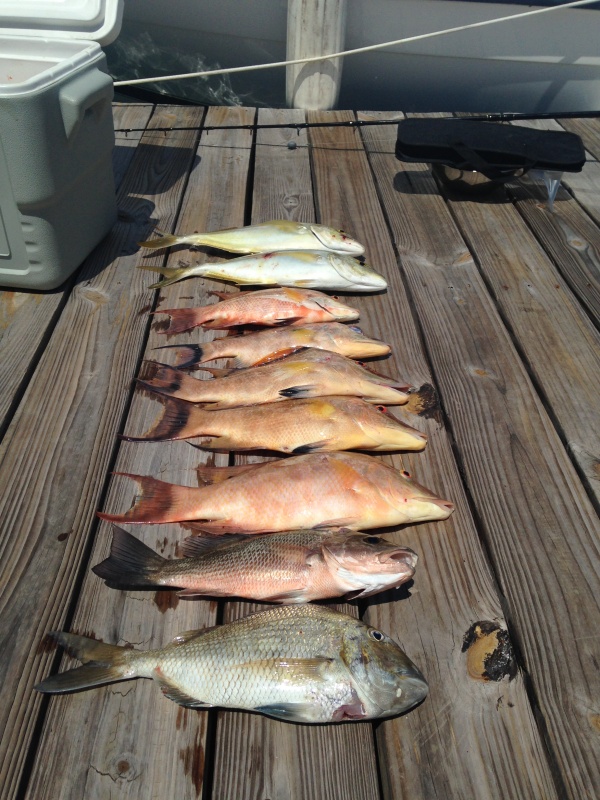 Fish