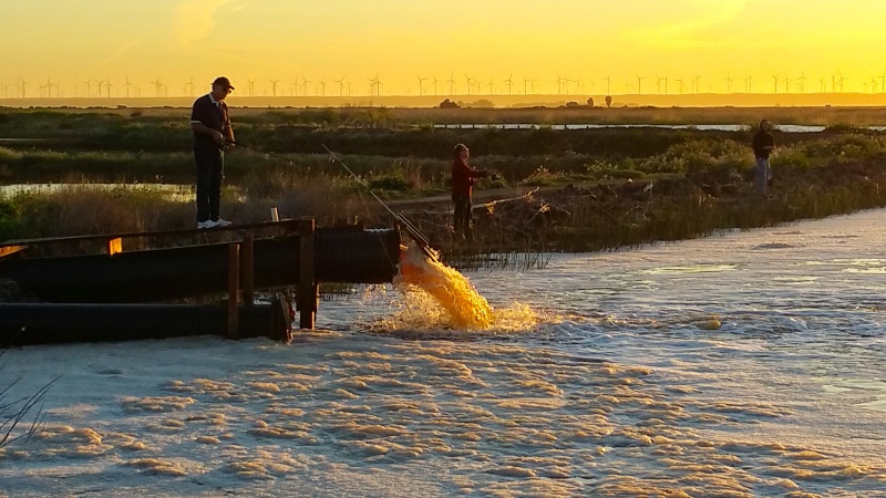 Fishing on a Delta Morning