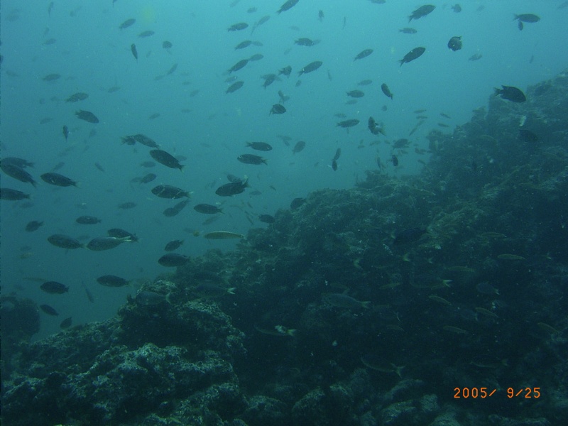 (Fishtales) And more fish