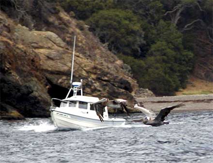 Fishtales exiting Ladies Harbor, Santa Cruz Island in company of a pair of pelicans. Photo by Mike Brodey aka Sealife