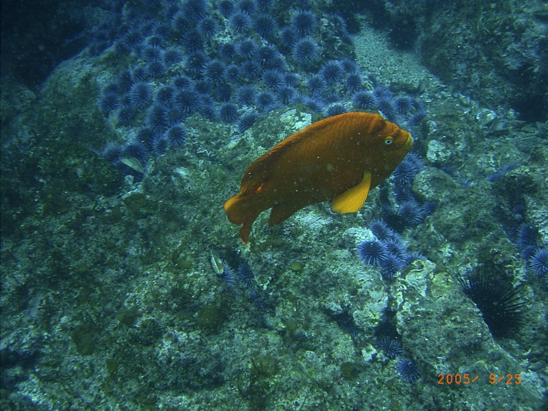(Fishtales) Garibaldi with urchins in background