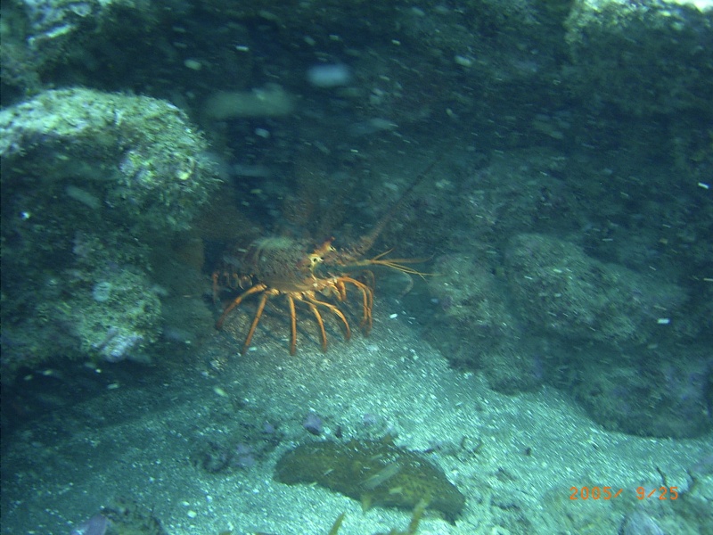 (Fishtales) Nice lobster, come to dinner